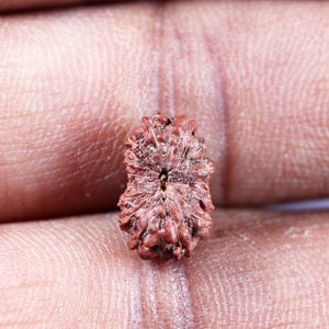 15 Mukhi Indonesian Rudraksha - Bead No.268