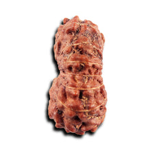 Load image into Gallery viewer, 15 Mukhi Indonesian Rudraksha - Bead No.268
