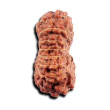 Load image into Gallery viewer, 15 Mukhi Indonesian Rudraksha - Bead No.268
