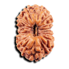 Load image into Gallery viewer, 15 Mukhi Indonesian Rudraksha - Bead No.269
