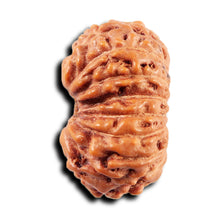 Load image into Gallery viewer, 15 Mukhi Indonesian Rudraksha - Bead No.269
