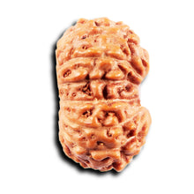 Load image into Gallery viewer, 15 Mukhi Indonesian Rudraksha - Bead No.269
