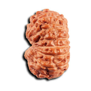 15 Mukhi Indonesian Rudraksha - Bead No.270