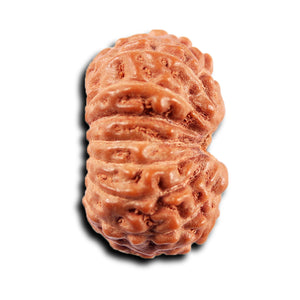 15 Mukhi Indonesian Rudraksha - Bead No.270