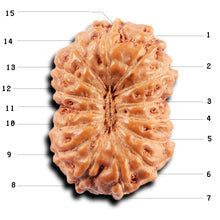 Load image into Gallery viewer, 15 Mukhi Indonesian Rudraksha - Bead No.272
