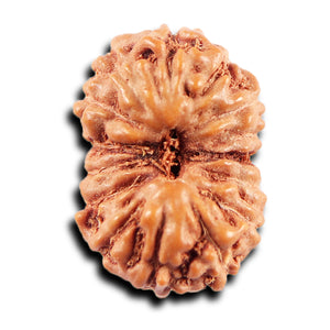 15 Mukhi Indonesian Rudraksha - Bead No.272