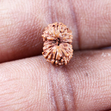 Load image into Gallery viewer, 15 Mukhi Indonesian Rudraksha - Bead No.272
