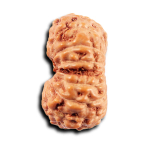 15 Mukhi Indonesian Rudraksha - Bead No.272