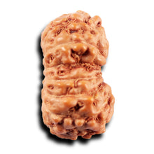 Load image into Gallery viewer, 15 Mukhi Indonesian Rudraksha - Bead No.272
