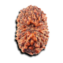 Load image into Gallery viewer, 15 Mukhi Indonesian Rudraksha - Bead No.273
