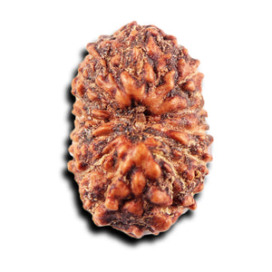 15 Mukhi Indonesian Rudraksha - Bead No.273