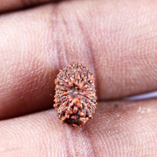 Load image into Gallery viewer, 15 Mukhi Indonesian Rudraksha - Bead No.273
