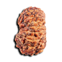 Load image into Gallery viewer, 15 Mukhi Indonesian Rudraksha - Bead No.273
