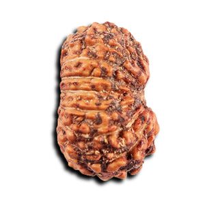 15 Mukhi Indonesian Rudraksha - Bead No.273