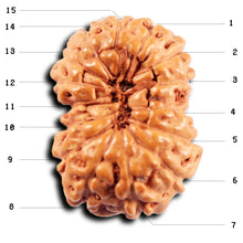 Load image into Gallery viewer, 15 Mukhi Indonesian Rudraksha - Bead No.274
