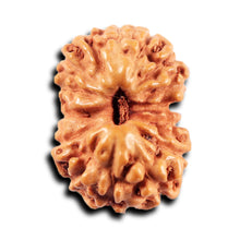 Load image into Gallery viewer, 15 Mukhi Indonesian Rudraksha - Bead No.274
