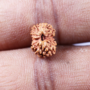 15 Mukhi Indonesian Rudraksha - Bead No.274