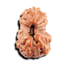 Load image into Gallery viewer, 15 Mukhi Indonesian Rudraksha - Bead No.275
