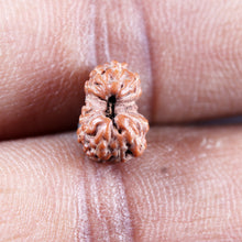 Load image into Gallery viewer, 15 Mukhi Indonesian Rudraksha - Bead No.275
