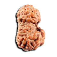 Load image into Gallery viewer, 15 Mukhi Indonesian Rudraksha - Bead No.275
