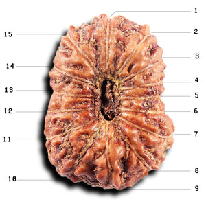 15 Mukhi Indonesian Rudraksha - Bead No.278