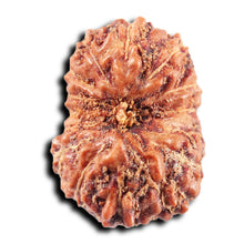 Load image into Gallery viewer, 15 Mukhi Indonesian Rudraksha - Bead No.278
