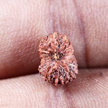 Load image into Gallery viewer, 15 Mukhi Indonesian Rudraksha - Bead No.278
