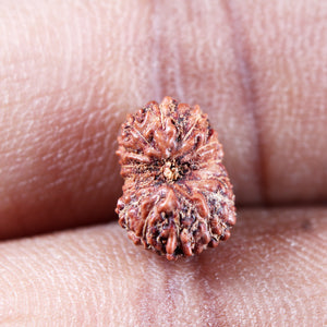 15 Mukhi Indonesian Rudraksha - Bead No.278