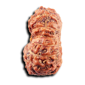 15 Mukhi Indonesian Rudraksha - Bead No.278