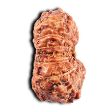 Load image into Gallery viewer, 15 Mukhi Indonesian Rudraksha - Bead No.278
