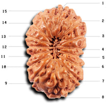 Load image into Gallery viewer, 15 Mukhi Indonesian Rudraksha - Bead No.280
