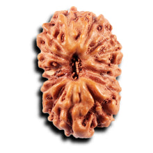 Load image into Gallery viewer, 15 Mukhi Indonesian Rudraksha - Bead No.280
