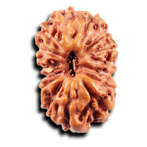 15 Mukhi Indonesian Rudraksha - Bead No.280