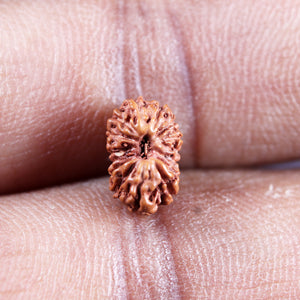 15 Mukhi Indonesian Rudraksha - Bead No.280