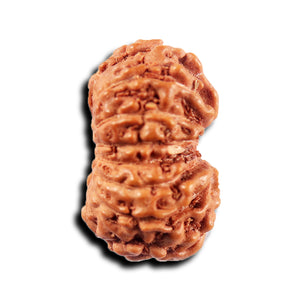 15 Mukhi Indonesian Rudraksha - Bead No.280