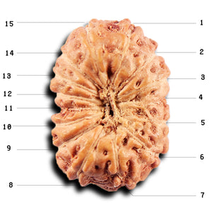 15 Mukhi Indonesian Rudraksha - Bead No.282