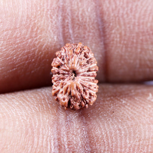 15 Mukhi Indonesian Rudraksha - Bead No.282