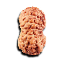 Load image into Gallery viewer, 15 Mukhi Indonesian Rudraksha - Bead No.282
