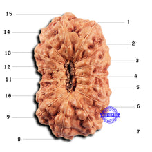 Load image into Gallery viewer, 15 Mukhi Indonesian Rudraksha - Bead No.294
