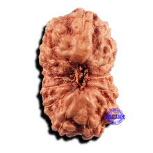 Load image into Gallery viewer, 15 Mukhi Indonesian Rudraksha - Bead No.294
