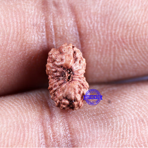 15 Mukhi Indonesian Rudraksha - Bead No.294