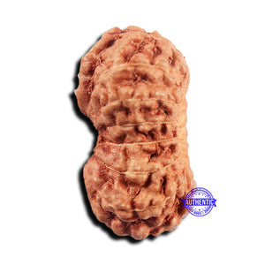 15 Mukhi Indonesian Rudraksha - Bead No.294