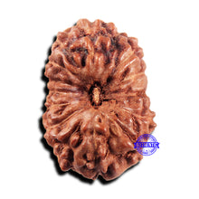 Load image into Gallery viewer, 15 Mukhi Indonesian Rudraksha - Bead No.296
