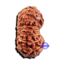 Load image into Gallery viewer, 15 Mukhi Indonesian Rudraksha - Bead No.296
