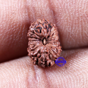 15 Mukhi Indonesian Rudraksha - Bead No.296