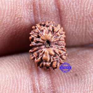 15 Mukhi Indonesian Rudraksha - Bead No.297