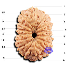 Load image into Gallery viewer, 15 Mukhi Indonesian Rudraksha - Bead No.298
