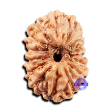 Load image into Gallery viewer, 15 Mukhi Indonesian Rudraksha - Bead No.298
