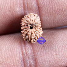 Load image into Gallery viewer, 15 Mukhi Indonesian Rudraksha - Bead No.298
