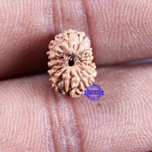 15 Mukhi Indonesian Rudraksha - Bead No.298